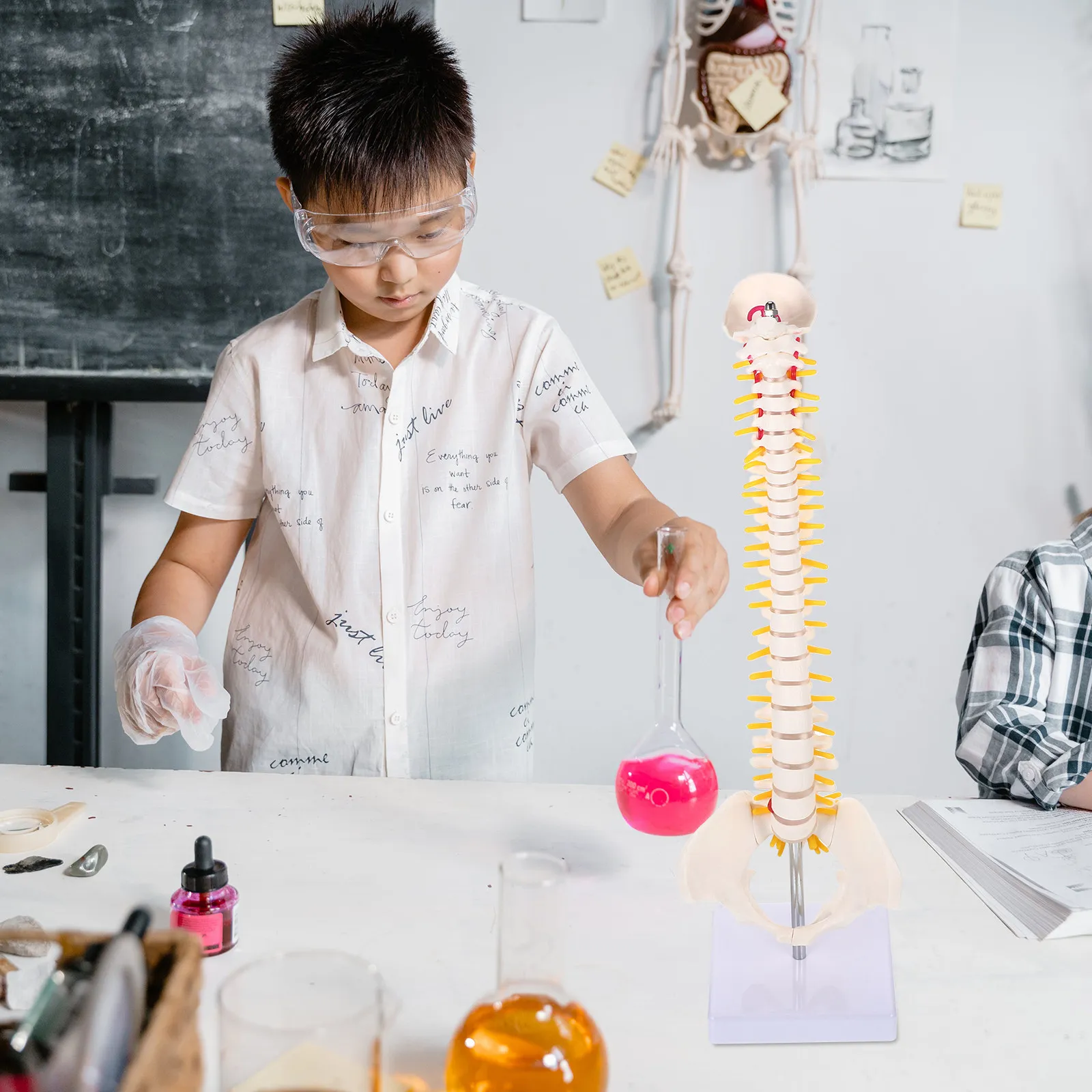 1Pcs Human Spine Detailed Anatomy PVC Material Teaching Vertebral Column Tailbone Display Practice Training Educational
1Pcs Human Spine Detailed Anatomy PVC Material Teaching Vertebral Column Tailbone Display Practice Training Educational