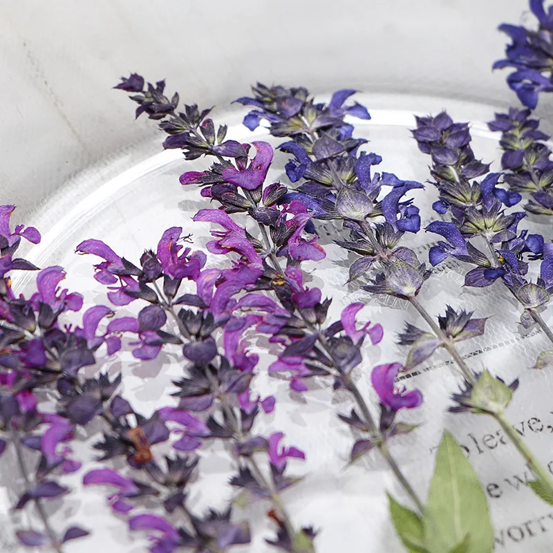 120pcs Pressed Dried Purple Lavender Leaf Flower Herbarium For Resin Epoxy Jewelry Card Bookmark Frame Phone Case Makeup Lamp
120pcs Pressed Dried Purple Lavender Leaf Flower Herbarium For Resin Epoxy Jewelry Card Bookmark Frame Phone Case Makeup Lamp