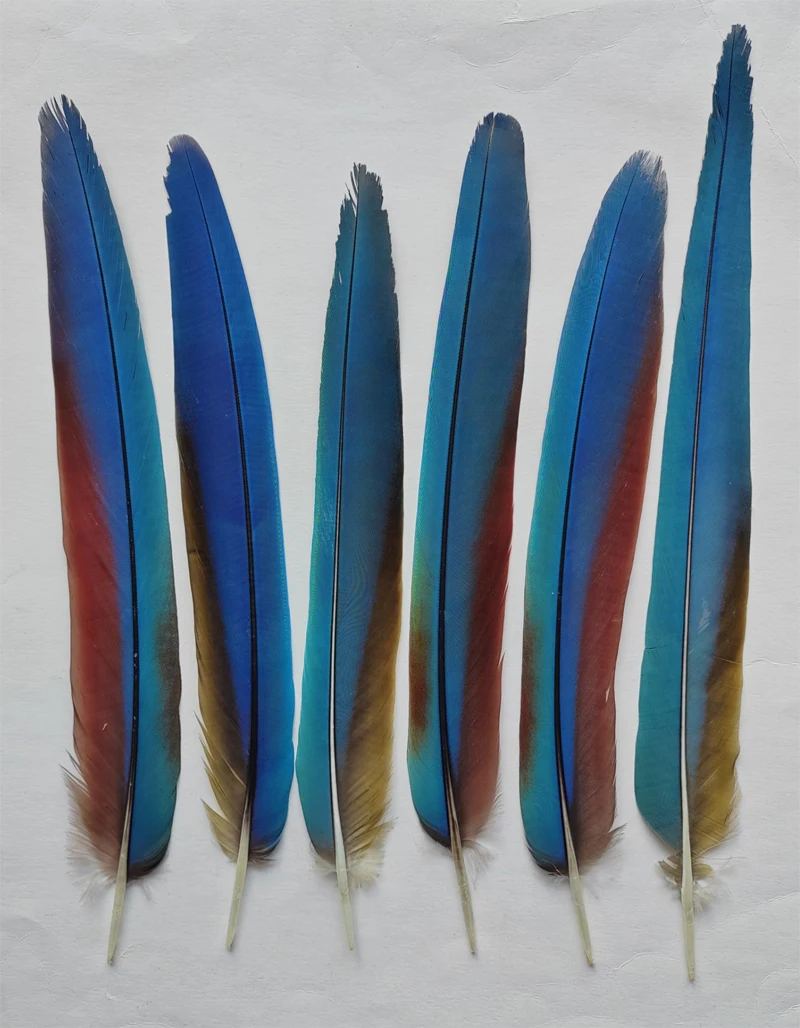 6 шт./лот, 12-14 дюймов, длина 30-35 см, натуральные перья с хвостом попугая, красивые двухцветные перья природы для аксессуаров для головных уборов
6 шт./лот, 12-14 дюймов, длина 30-35 см, натуральные перья с хвостом попугая, красивые двухцветные перья природы для аксессуаров для головных уборов