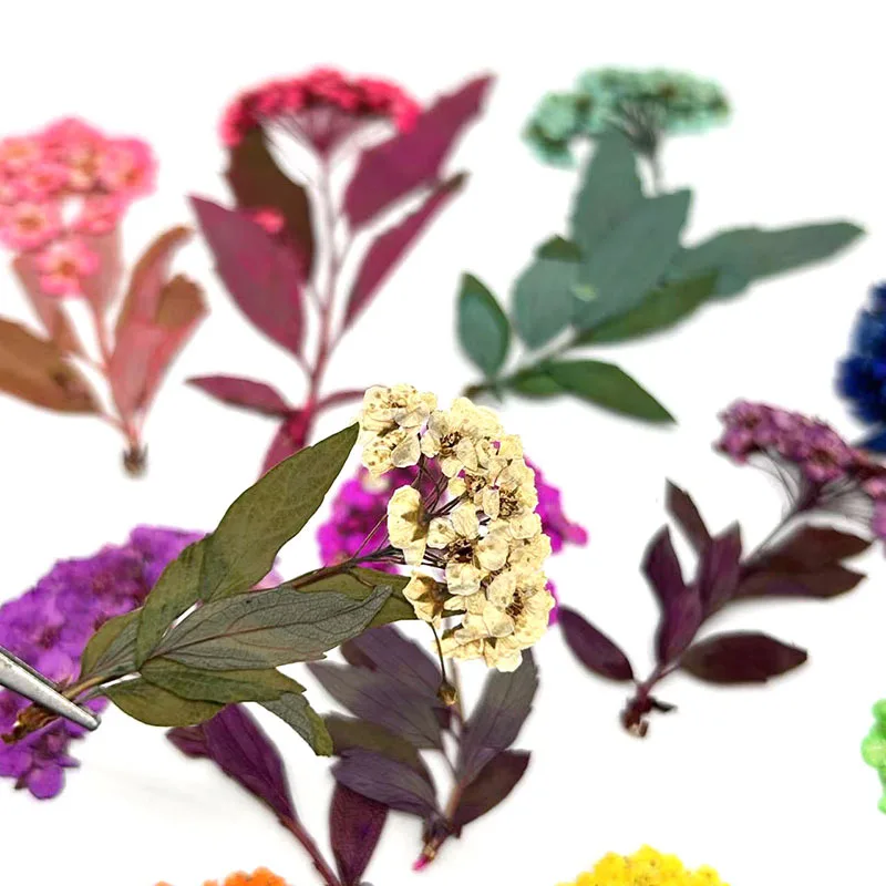 120Pcs Embroidered Erysimum Colorful Series Plant Specimens DIY Craft Material Kit Photo Frame Pressed Flower Art Dried Flowers with Stems Small Daffodils Dried Flowers Pressed Flower Photo Frame Decoration
120Pcs Embroidered Erysimum Colorful Series Plant Specimens DIY Craft Material Kit Photo Frame Pressed Flower Art Dried Flowers with Stems Small Daffodils Dried Flowers Pressed Flower Photo Frame Decoration