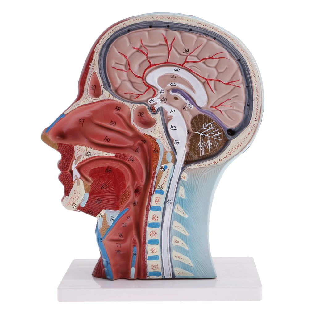 Human Half Head Model and Neck Model with Musculature, Life Size, Colored, Numbered
Human Half Head Model and Neck Model with Musculature, Life Size, Colored, Numbered