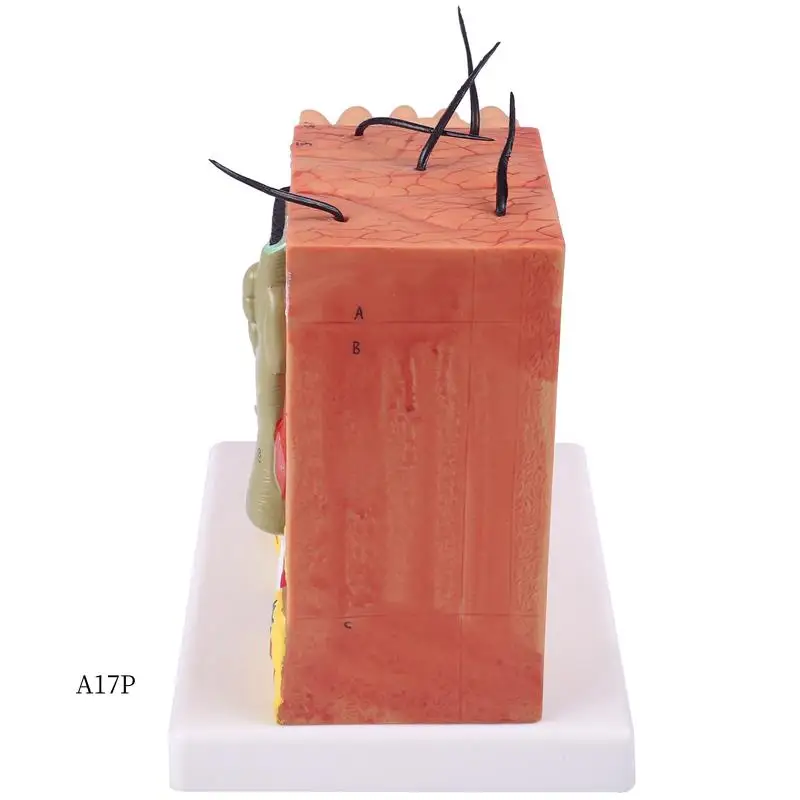 AP-Skin Model,Skin And Hair Structure Enlarge Model Anatomical Model Anatomy For Science Classroom Study Display Teaching Model
AP-Skin Model,Skin And Hair Structure Enlarge Model Anatomical Model Anatomy For Science Classroom Study Display Teaching Model