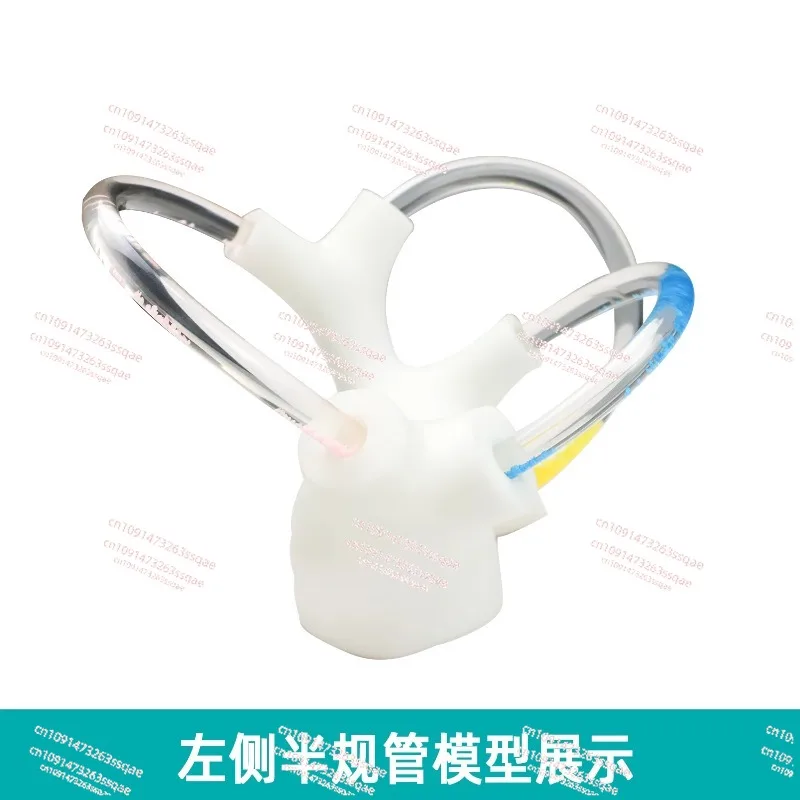 semicircular canal otolith anatomy model Skeletal cochlear inner ear structure Cerebroneural vestibular rehabilitation
semicircular canal otolith anatomy model Skeletal cochlear inner ear structure Cerebroneural vestibular rehabilitation