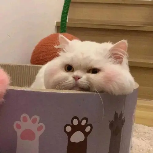 AISIA Q1 3D AI Facial Skin Analyzer Detection Skin Problem Diagnosis 8 Spectrum Professional Analysis Beauty Salon Equipment CE
AISIA Q1 3D AI Facial Skin Analyzer Detection Skin Problem Diagnosis 8 Spectrum Professional Analysis Beauty Salon Equipment CE