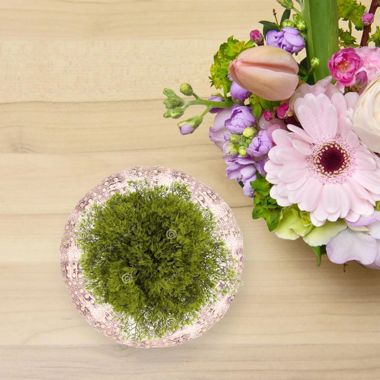 7Pcs Sea Air Plant Pot 3-4cm Pink 1 Green 1Sea Urchins Smooth Decor Valentine Gifts Succulent Container Photo Prop Garden
7Pcs Sea Air Plant Pot 3-4cm Pink 1 Green 1Sea Urchins Smooth Decor Valentine Gifts Succulent Container Photo Prop Garden
