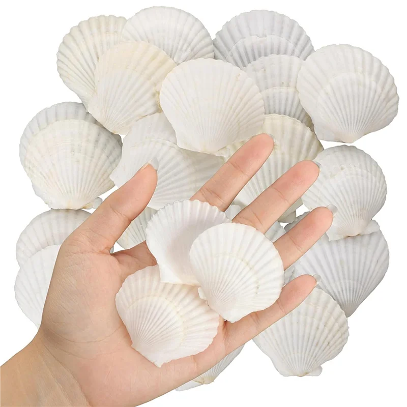 B97A-80PCS Натуральные ракушки с гребешком 1,4-2,4 дюйма, белые маленькие морские ракушки для поделок, оптовые настоящие ракушки
B97A-80PCS Натуральные ракушки с гребешком 1,4-2,4 дюйма, белые маленькие морские ракушки для поделок, оптовые настоящие ракушки