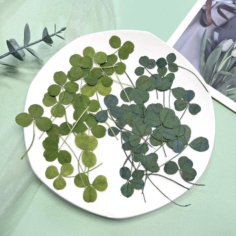 1.5-3cm/24pcs,True clover natural dry flower embossing plant,DIY photo frame bookmark desk lamp mobile phone case decorates face
1.5-3cm/24pcs,True clover natural dry flower embossing plant,DIY photo frame bookmark desk lamp mobile phone case decorates face