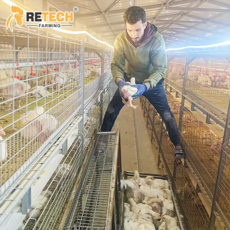 Fully Automatic Hot-Dip Galvanized High Load Bearing H-Type Broiler Farming Poultry Cages with Feeder and Drinker for Easy
Fully Automatic Hot-Dip Galvanized High Load Bearing H-Type Broiler Farming Poultry Cages with Feeder and Drinker for Easy