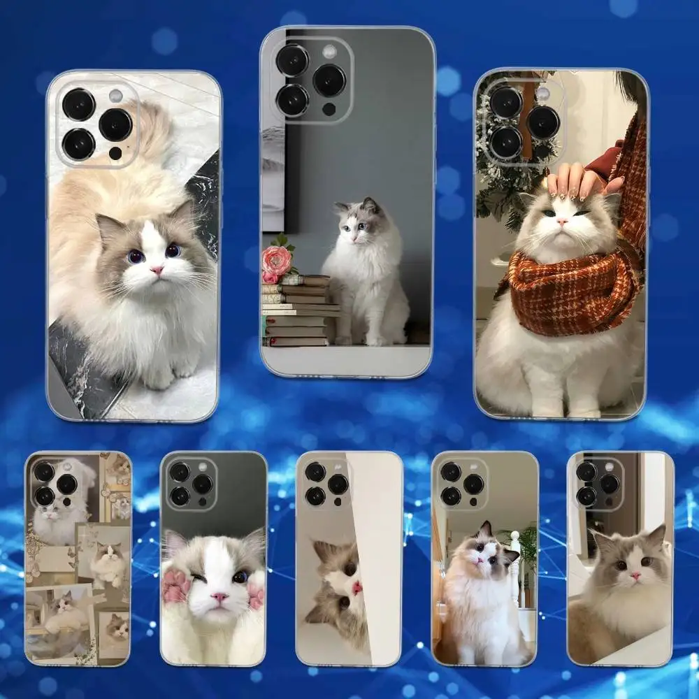 Cute Ragdoll Kitten Cat Phone Case For iPhone 16,15,17,14,13,12,11 Pro,Max,Plus,X,XS,XR,SE,Mini Transparent Soft Cover
Cute Ragdoll Kitten Cat Phone Case For iPhone 16,15,17,14,13,12,11 Pro,Max,Plus,X,XS,XR,SE,Mini Transparent Soft Cover