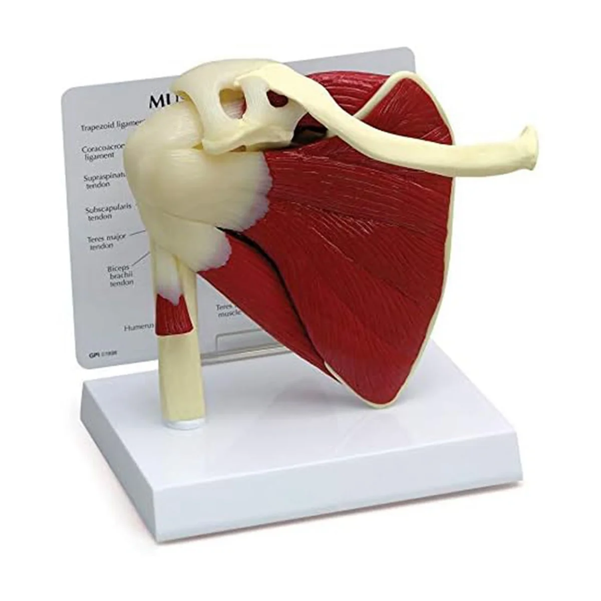 Muscle Shoulder Model, Human Anatomy Right Shoulder Joint Muscle Model, Doctor Office and Classroom Anatomy Model
Muscle Shoulder Model, Human Anatomy Right Shoulder Joint Muscle Model, Doctor Office and Classroom Anatomy Model