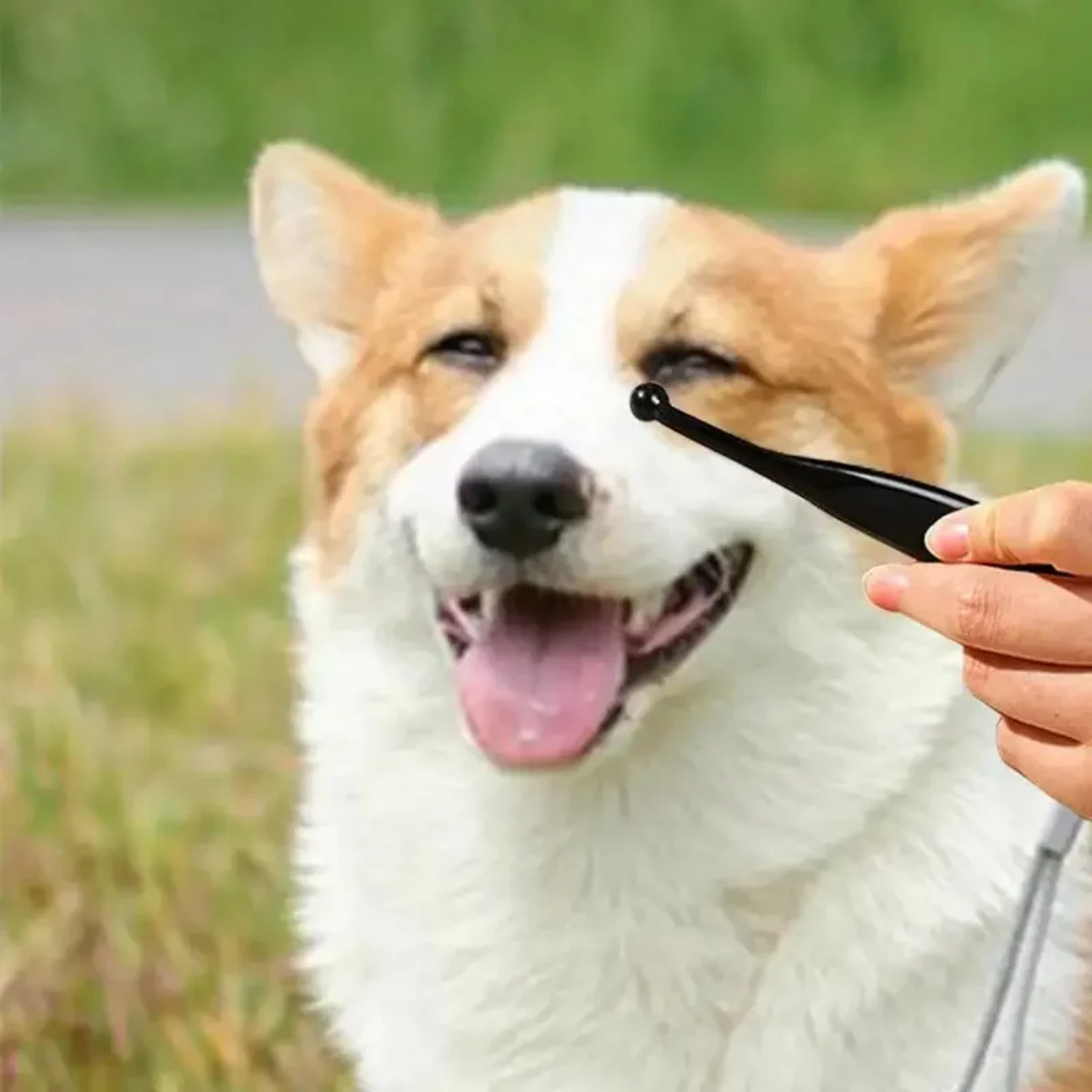 Pet Tear Stain Remover Brush Dog Tear Brush Tear Stain Comb Pet Eye Cleaning Brush Soft Comfortable Pets Grooming Comb Cat
Pet Tear Stain Remover Brush Dog Tear Brush Tear Stain Comb Pet Eye Cleaning Brush Soft Comfortable Pets Grooming Comb Cat