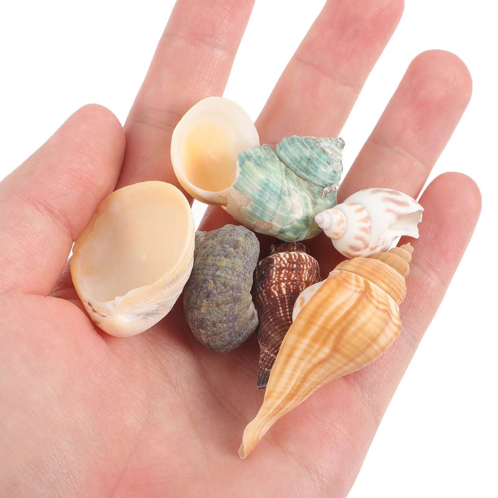 1 Box Natural Conch Ornament DIY Craft Fish Tank Accessories Beach Seashells Tropical Decor Shells DIY Aquarium Conch Decoration
1 Box Natural Conch Ornament DIY Craft Fish Tank Accessories Beach Seashells Tropical Decor Shells DIY Aquarium Conch Decoration