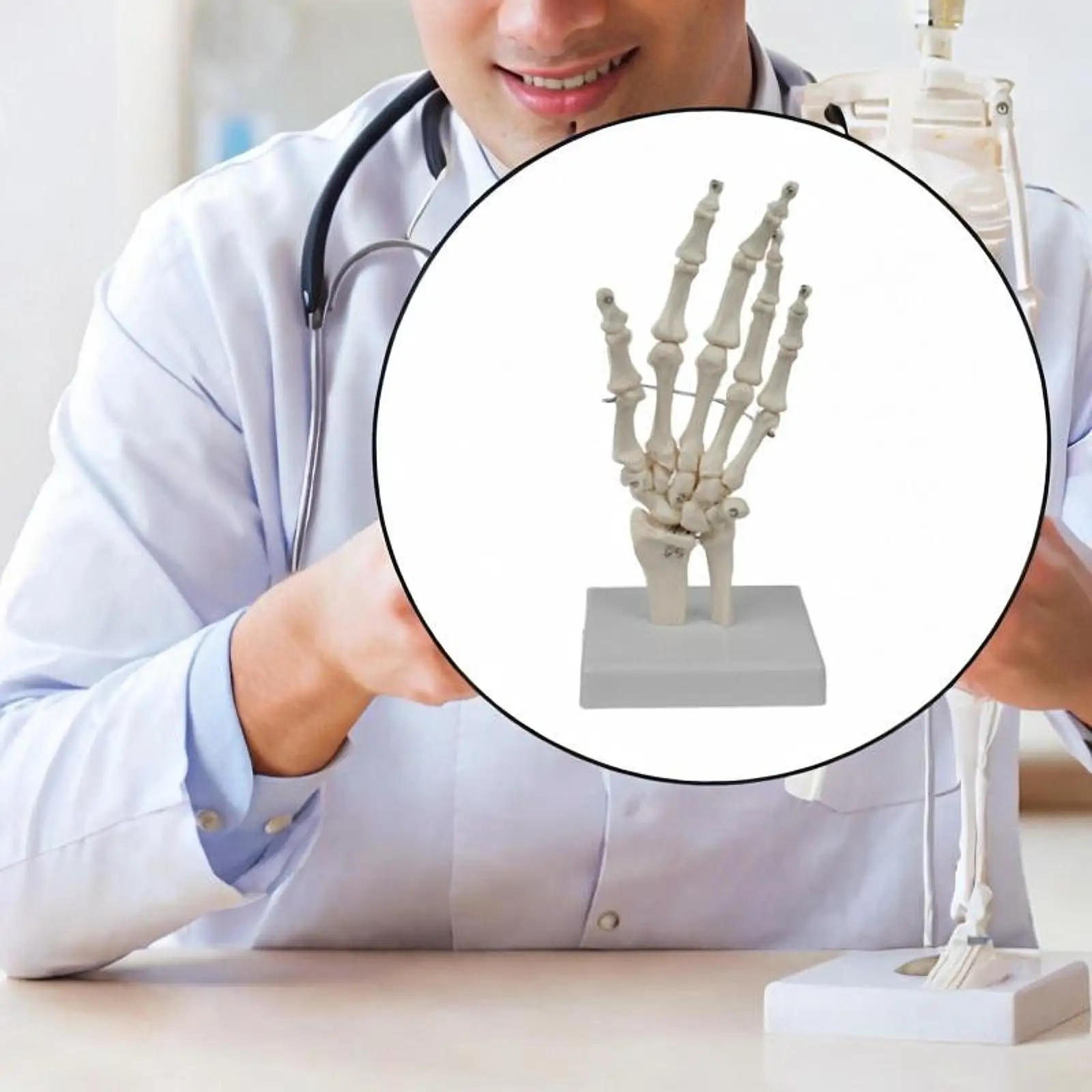 Hand Joint Model with Base Human Skeleton Model Educational Anatomy Model for Research Display Teaching Explanation Learning
Hand Joint Model with Base Human Skeleton Model Educational Anatomy Model for Research Display Teaching Explanation Learning
