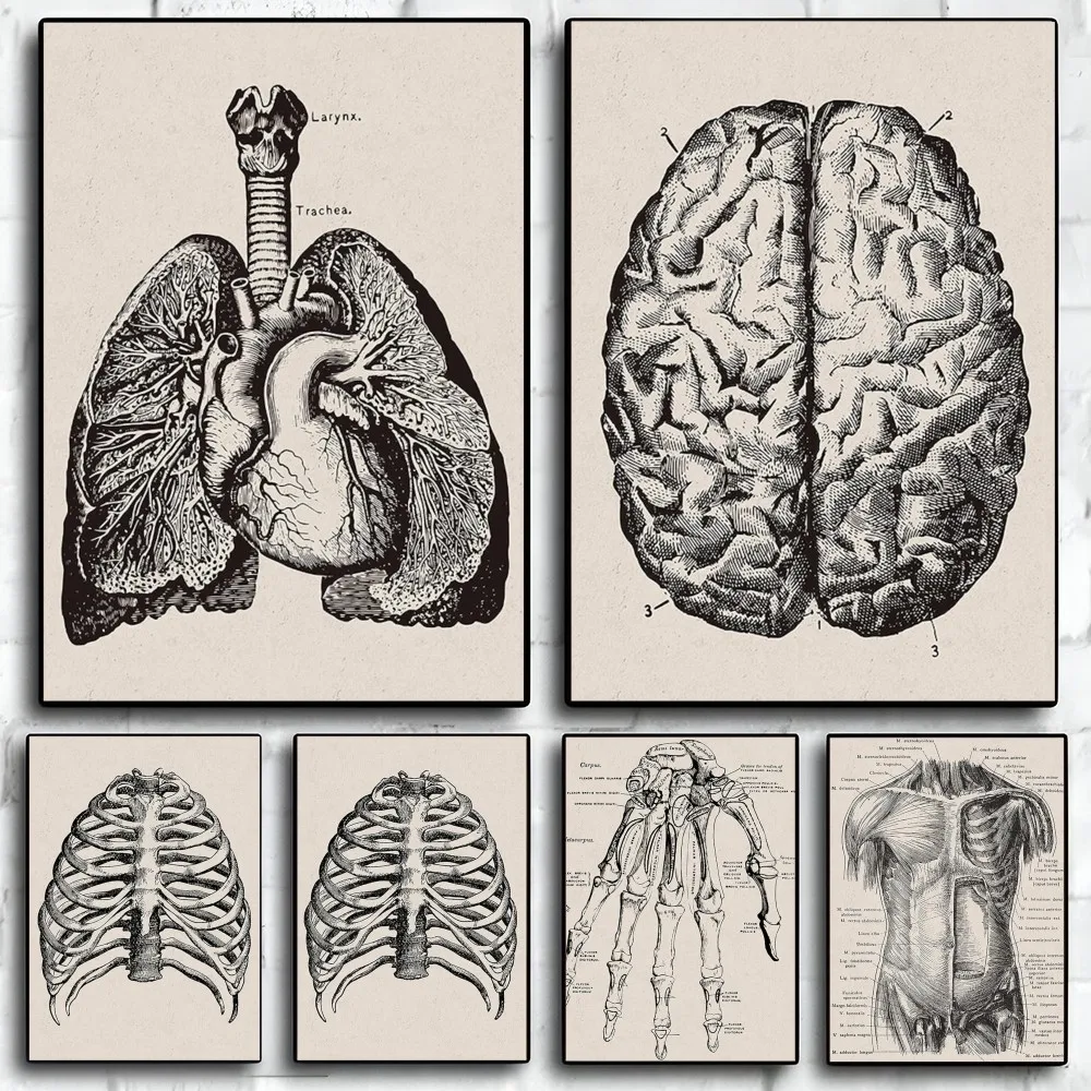 Human Anatomy Artwork Medical Wall Picture Poster Paper Print Home Living Room Bedroom Entrance Bar Restaurant Cafe Art Painting
Human Anatomy Artwork Medical Wall Picture Poster Paper Print Home Living Room Bedroom Entrance Bar Restaurant Cafe Art Painting