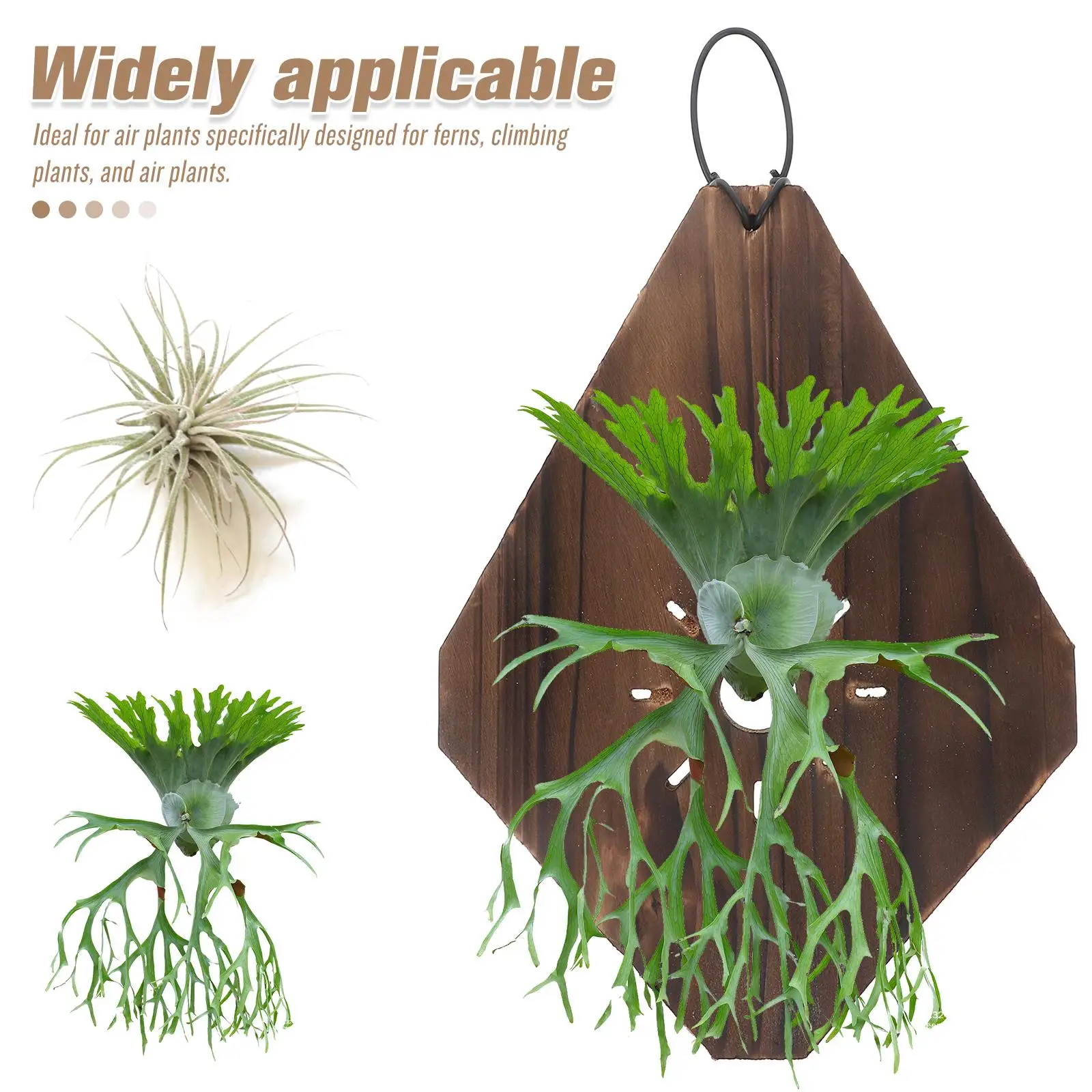 Staghorn Fern Plate Small Wood Planter Wall Hanging Vertical Indoor Planter Garden Indoor Plants Decor Wpc Board
Staghorn Fern Plate Small Wood Planter Wall Hanging Vertical Indoor Planter Garden Indoor Plants Decor Wpc Board