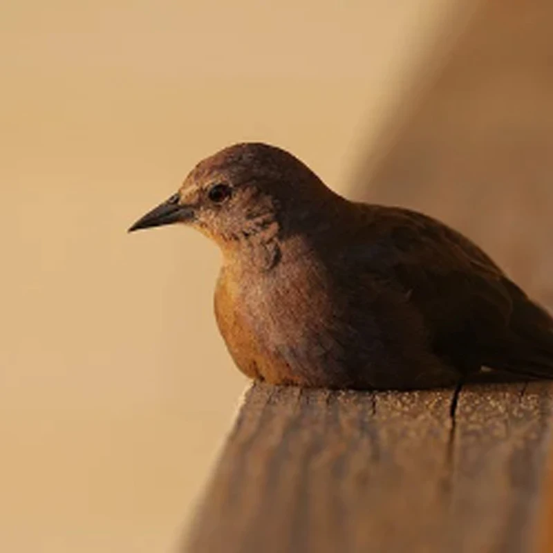 Полетный контроллер GEPRC TAKER F722 BL32 Stack 70A с поддержкой 3-6S LiPo, BEC 9V2.5A 5V3A для FPV
Полетный контроллер GEPRC TAKER F722 BL32 Stack 70A с поддержкой 3-6S LiPo, BEC 9V2.5A 5V3A для FPV