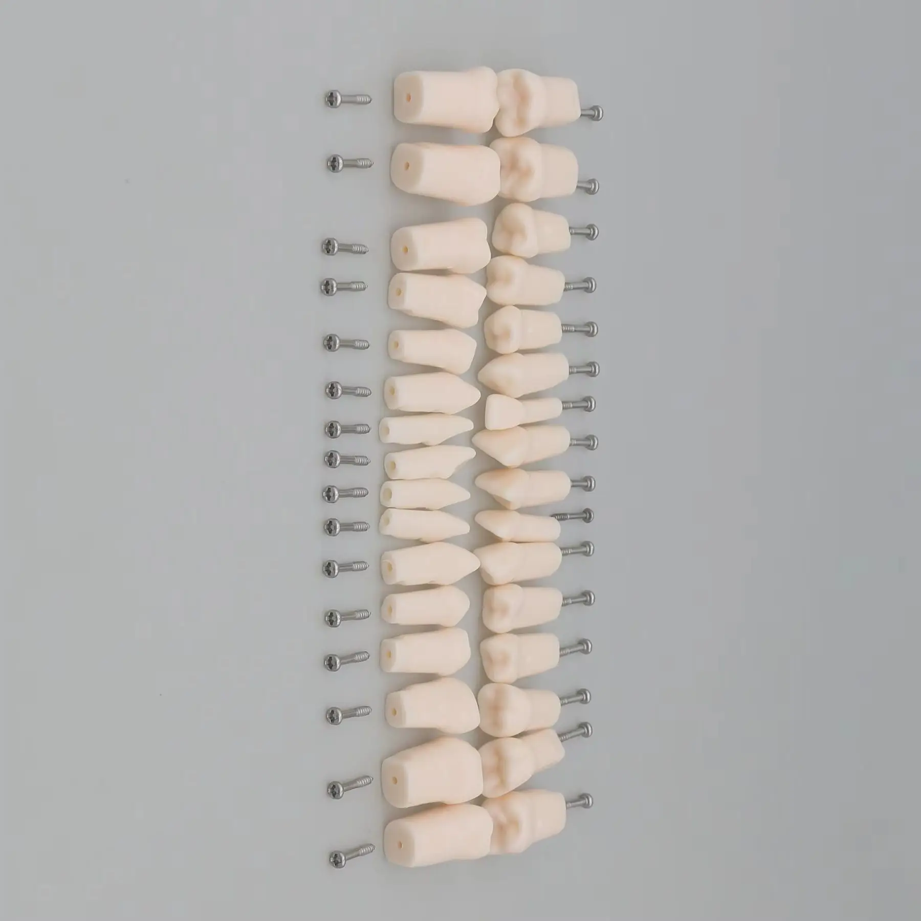 Dental M8025 Typodont Model Kilgore NISSIN 200 Type 32 Pcs Replacement Spare Teeth
Dental M8025 Typodont Model Kilgore NISSIN 200 Type 32 Pcs Replacement Spare Teeth