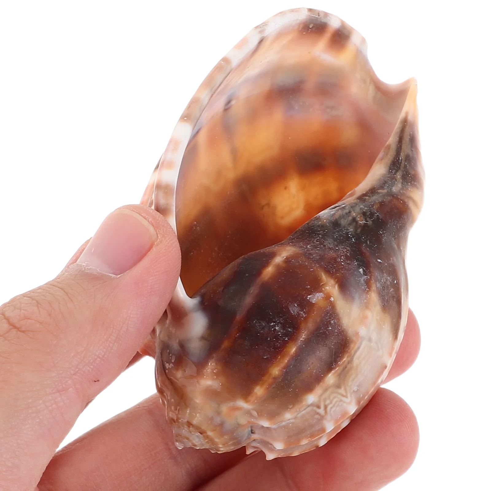 15pcs Aquarium Fish Tank Decorations Natural Seashells Mixed Beach Shells For Crab Habitat Fish Shell Replacement Durable
15pcs Aquarium Fish Tank Decorations Natural Seashells Mixed Beach Shells For Crab Habitat Fish Shell Replacement Durable