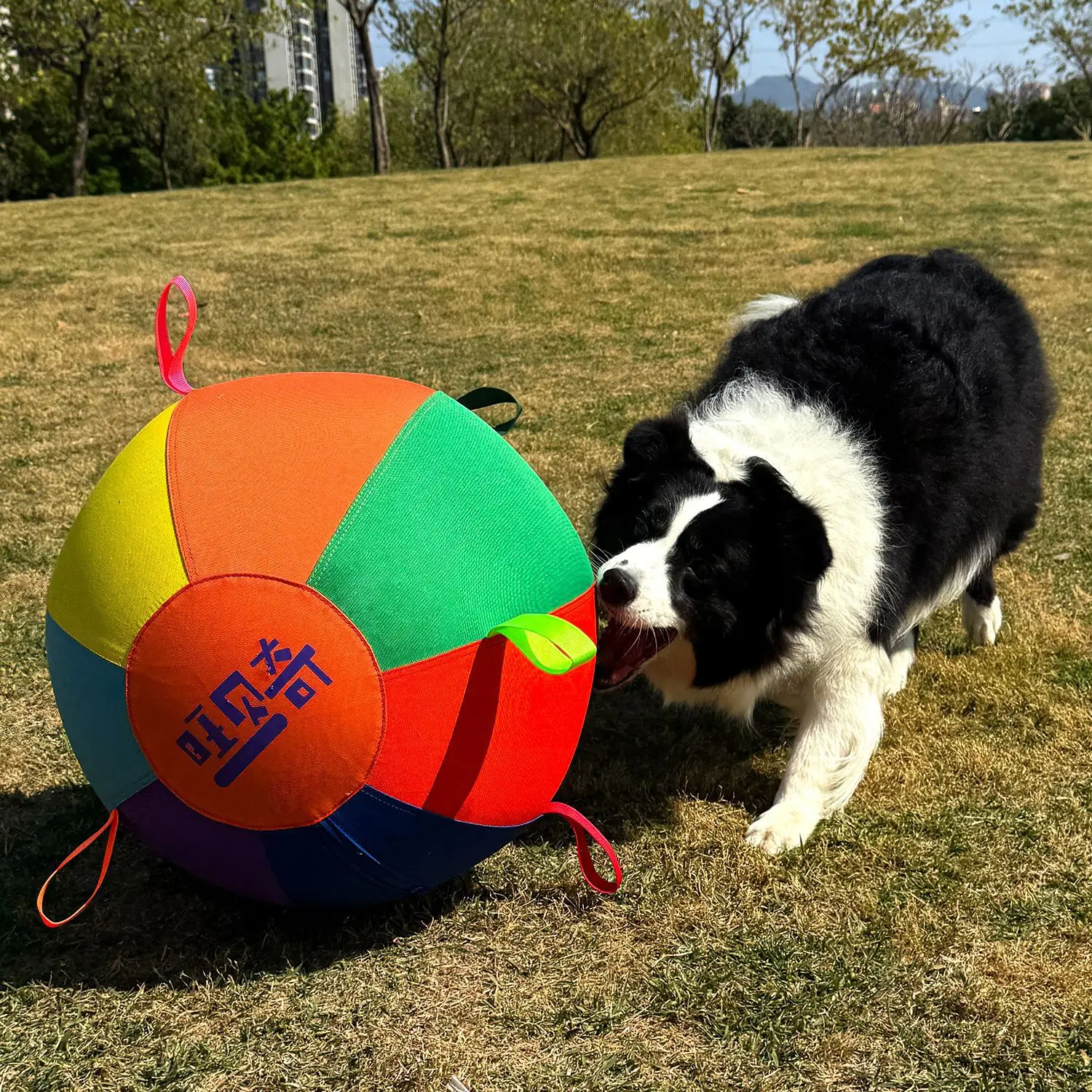 Dog Toy Ball Full Set Dog Ball Side Mu Golden Retriever Self-Hi Training Pet Colorful Inflatable Ball Hundeball-Spielzeug
Dog Toy Ball Full Set Dog Ball Side Mu Golden Retriever Self-Hi Training Pet Colorful Inflatable Ball Hundeball-Spielzeug