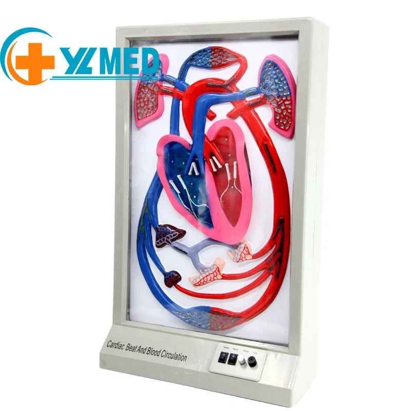 Medical science teaching imported materials with clear structure, manual hydraulic blood circulation simulator
Medical science teaching imported materials with clear structure, manual hydraulic blood circulation simulator