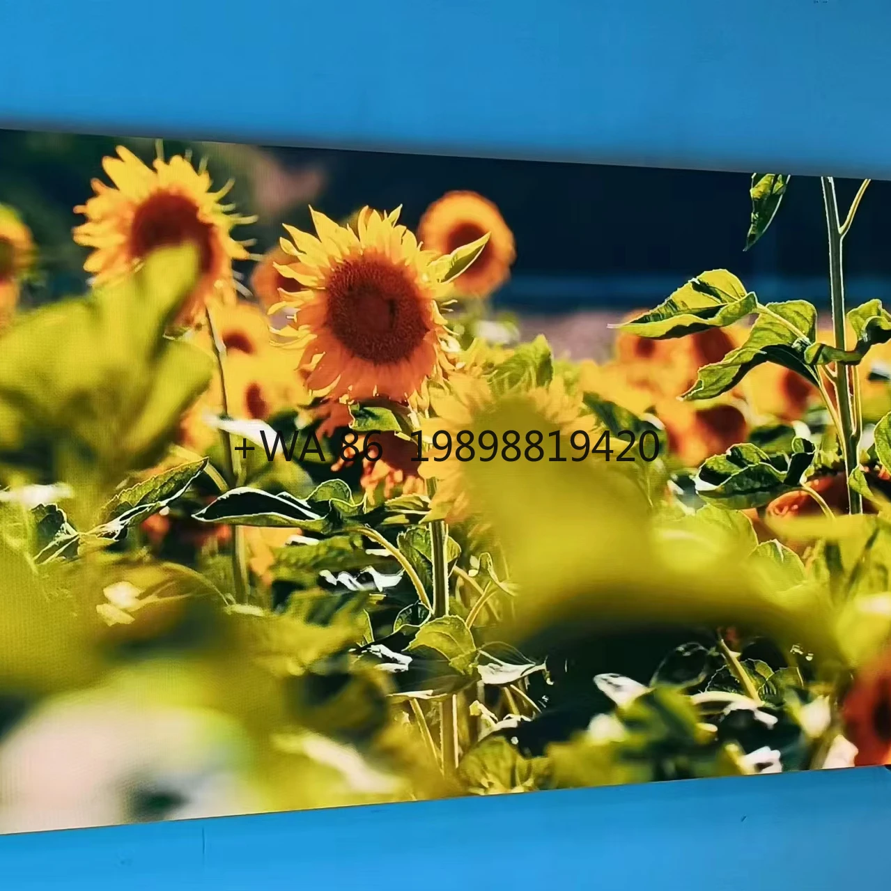 Customizable High Performance Indoor RGB SMD P1.538 LED Display Screen Full Color Video Advertising Retail Store Media Video Wal
Customizable High Performance Indoor RGB SMD P1.538 LED Display Screen Full Color Video Advertising Retail Store Media Video Wal