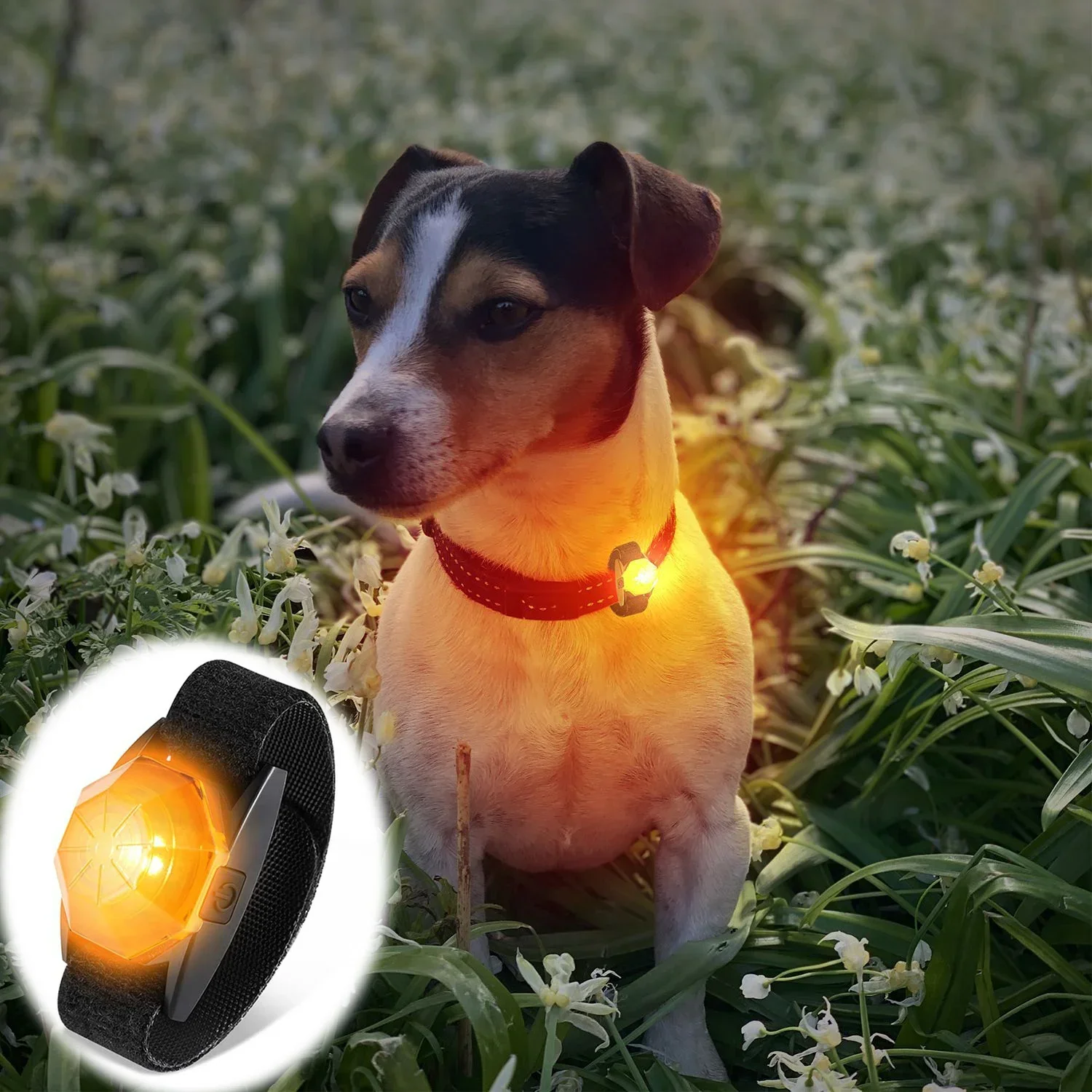 USB Dog LED Lights Recharge Waterproof Dog Tag Bright High Visibility Anti-lost Glow Attach to Collar Harness for Night Walking
USB Dog LED Lights Recharge Waterproof Dog Tag Bright High Visibility Anti-lost Glow Attach to Collar Harness for Night Walking