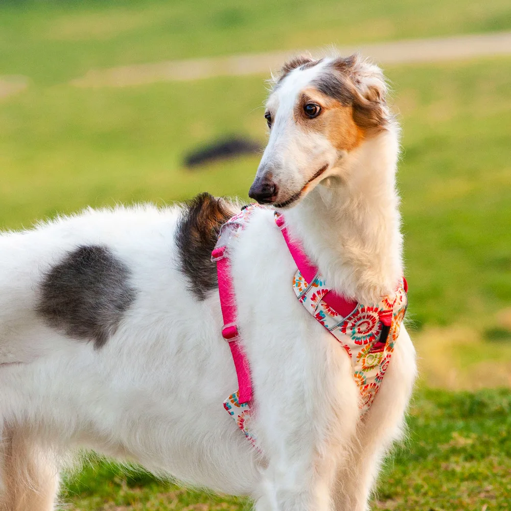 Nylon Pet Vest Printed Dog Harness with Night Reflective I-Shaped Outdoor Walking Pet Accessories
Nylon Pet Vest Printed Dog Harness with Night Reflective I-Shaped Outdoor Walking Pet Accessories