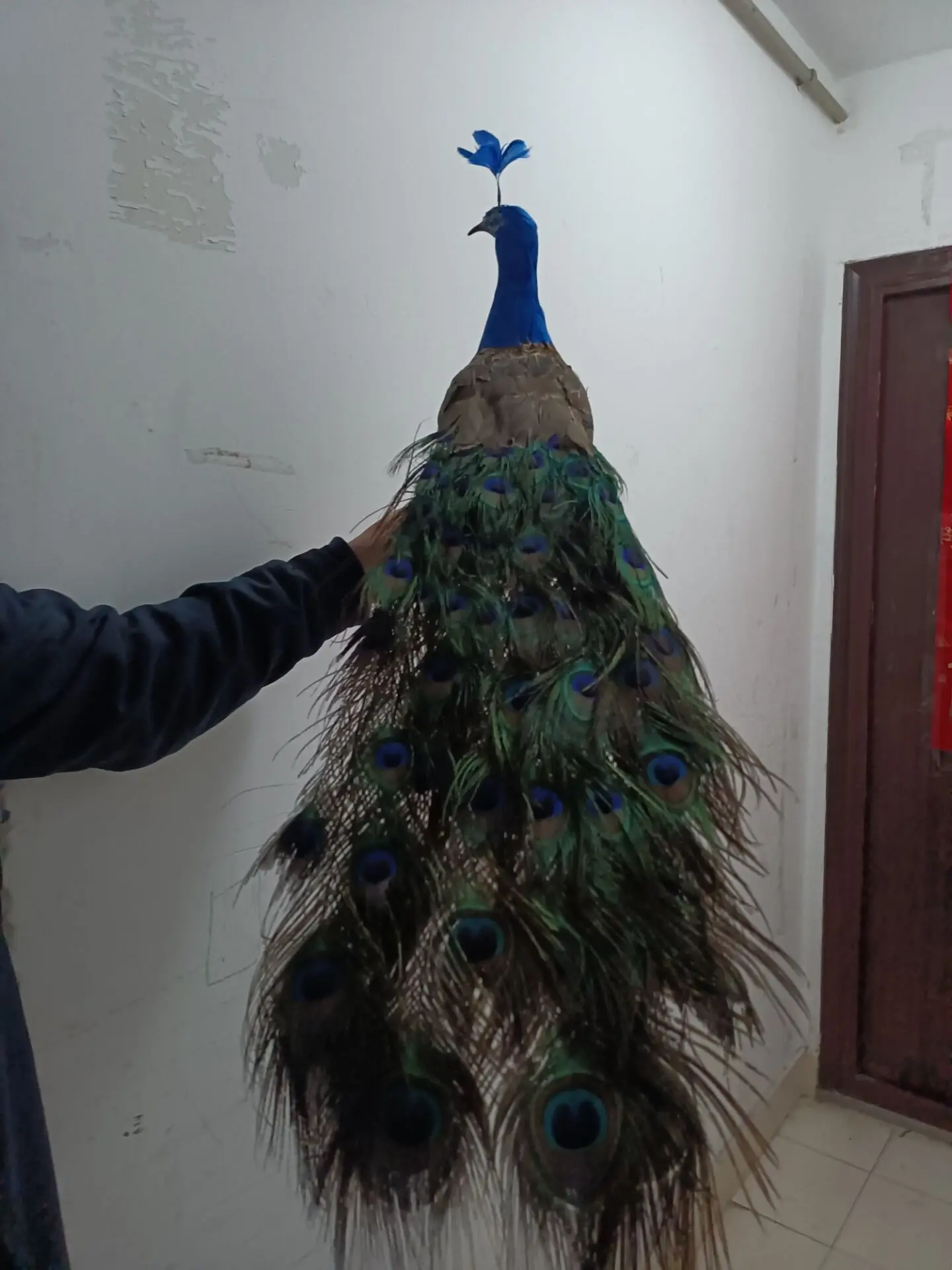 80cm Colorful Peacock Model Simulation Foam & Feathers Home Decor Craft Unique Living Room Decoration
80cm Colorful Peacock Model Simulation Foam & Feathers Home Decor Craft Unique Living Room Decoration