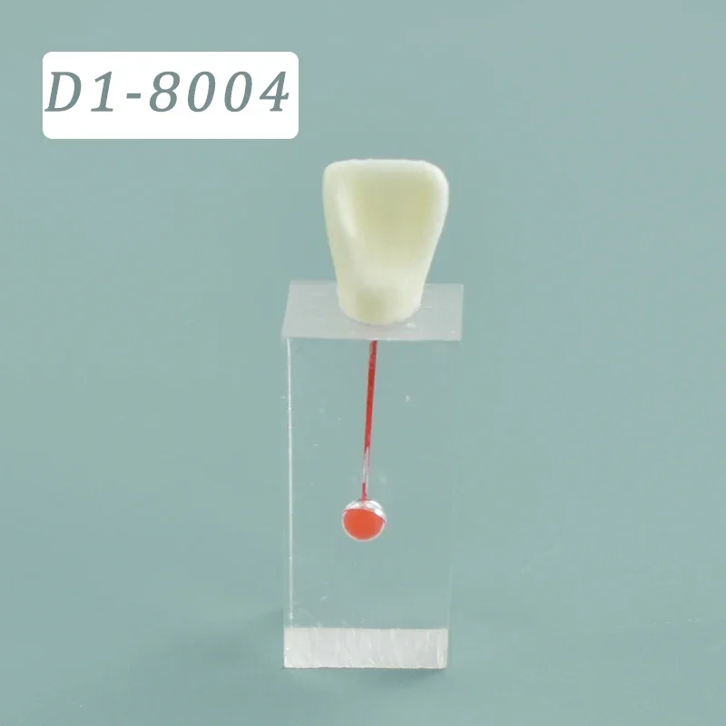 Dental Resin Root Canal Teaching Practice Mode Dental Pulp Training Module Dental Teaching Display
Dental Resin Root Canal Teaching Practice Mode Dental Pulp Training Module Dental Teaching Display