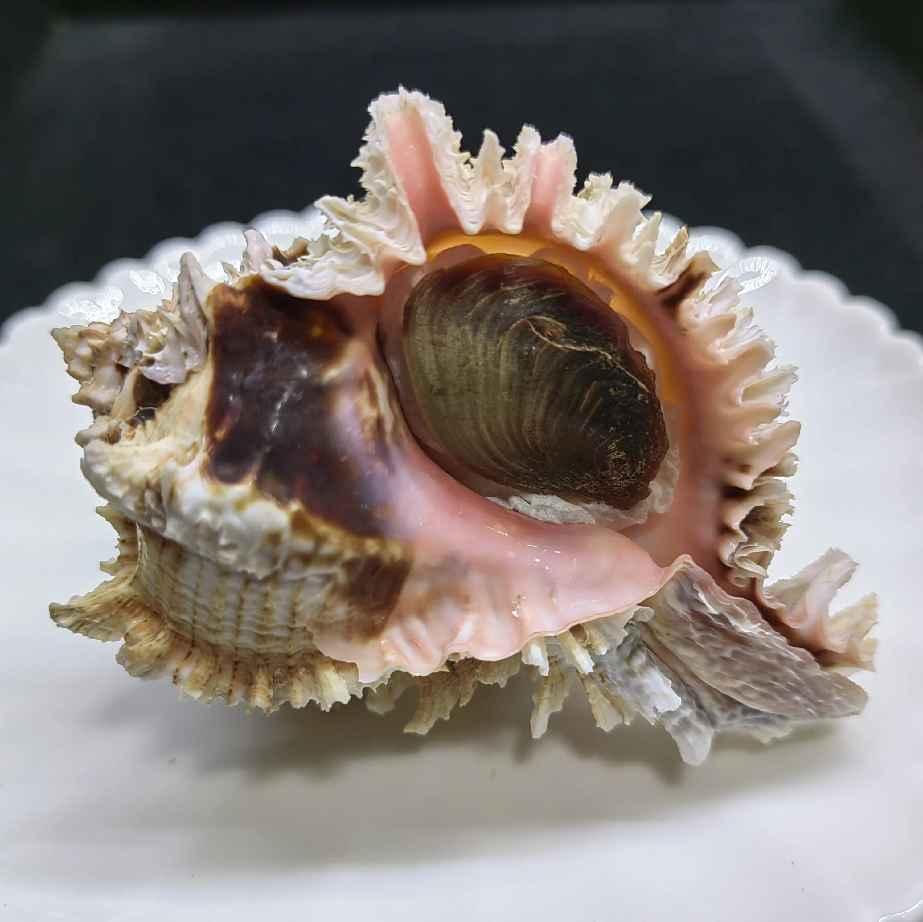 8,6 см натуральная ракушка Murex, шестигранная дуплексная раковина, большие морские ракушки для украшения морского домашнего декора, свадебной вечеринки
8,6 см натуральная ракушка Murex, шестигранная дуплексная раковина, большие морские ракушки для украшения морского домашнего декора, свадебной вечеринки