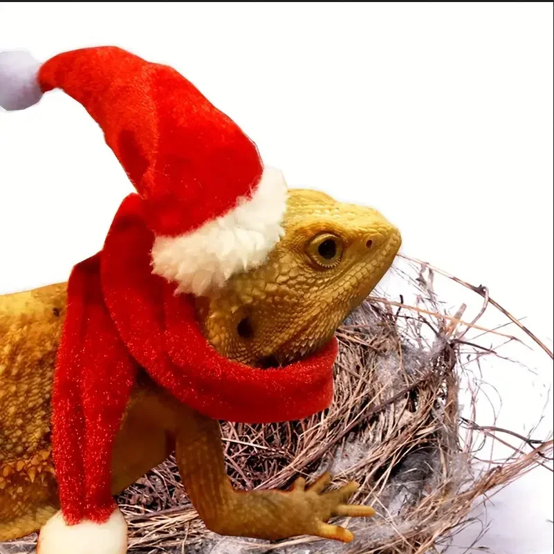 Lizard Christmas Hat And Scarf For Turtle Pet Snake Dragon Small Animal Costume
Lizard Christmas Hat And Scarf For Turtle Pet Snake Dragon Small Animal Costume