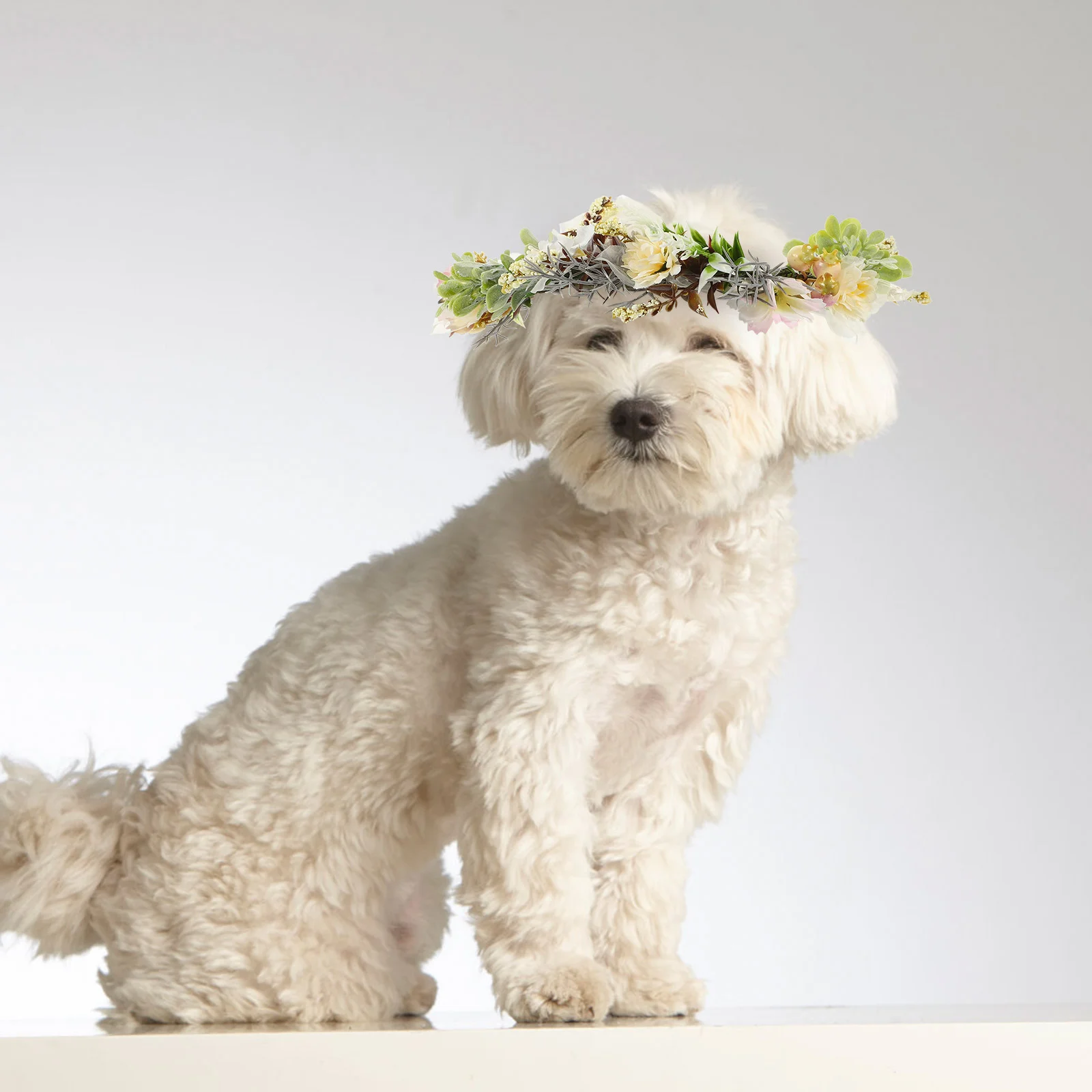 Pet Cat Dog Collar Puppy Flower Wedding Boho Decor Decorations Portable Floral Crown for Headgear Decorate
Pet Cat Dog Collar Puppy Flower Wedding Boho Decor Decorations Portable Floral Crown for Headgear Decorate