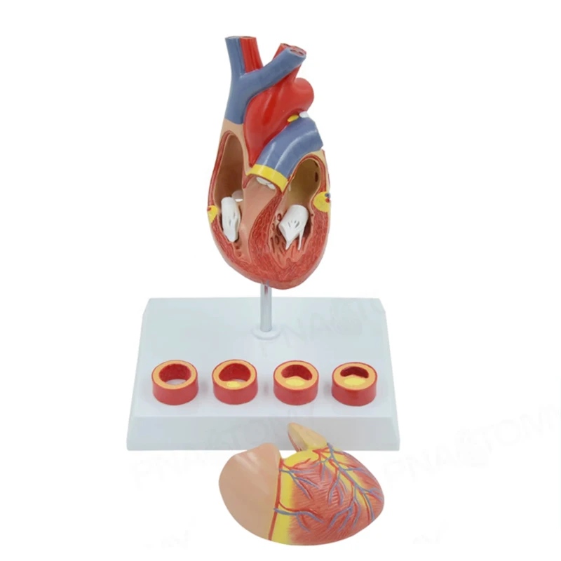 2-Part Life Size Heart Model Disassembled Anatomical Human Heart Vascular Medical Anatomy Supplies
2-Part Life Size Heart Model Disassembled Anatomical Human Heart Vascular Medical Anatomy Supplies