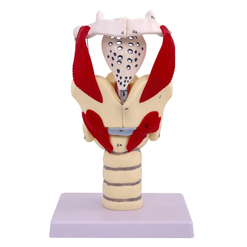 Enlarged model of human structure and function, laryngeal cavity anatomy model
Enlarged model of human structure and function, laryngeal cavity anatomy model