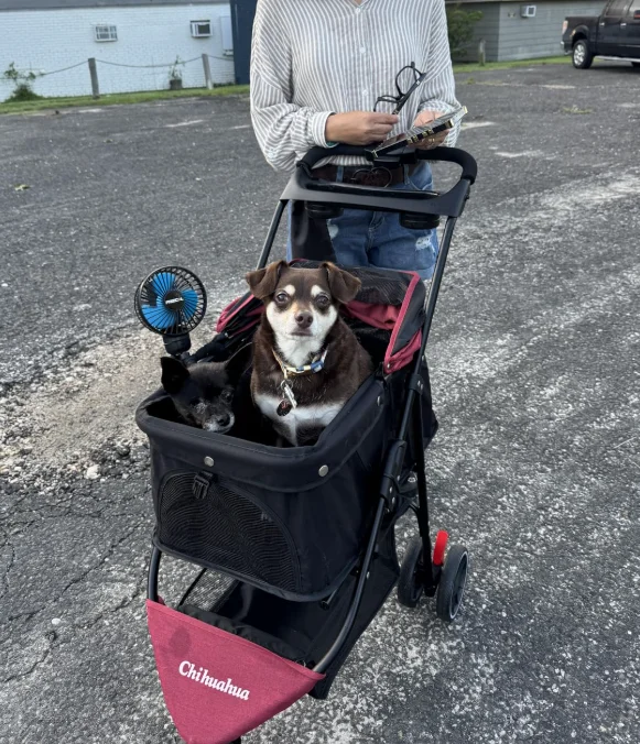 Portable Foldable Pet Stroller for Small Dogs & Cats, Travel Carrier with Canopy, Storage Basket
Portable Foldable Pet Stroller for Small Dogs & Cats, Travel Carrier with Canopy, Storage Basket