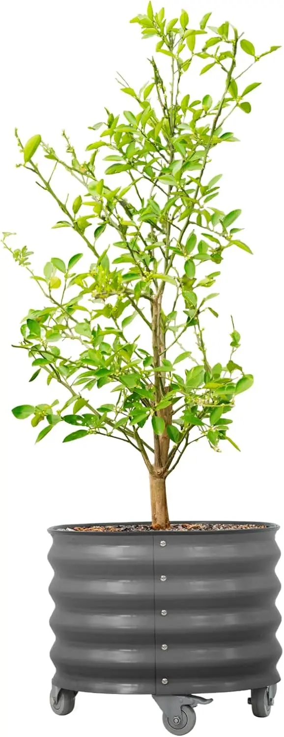 Rolling Metal Citrus Tree Planter Pot, 21″ Round Planter Box for Porch Patio & Backyard, 20 Gallon Large Planter Pot wi
Rolling Metal Citrus Tree Planter Pot, 21″ Round Planter Box for Porch Patio & Backyard, 20 Gallon Large Planter Pot wi