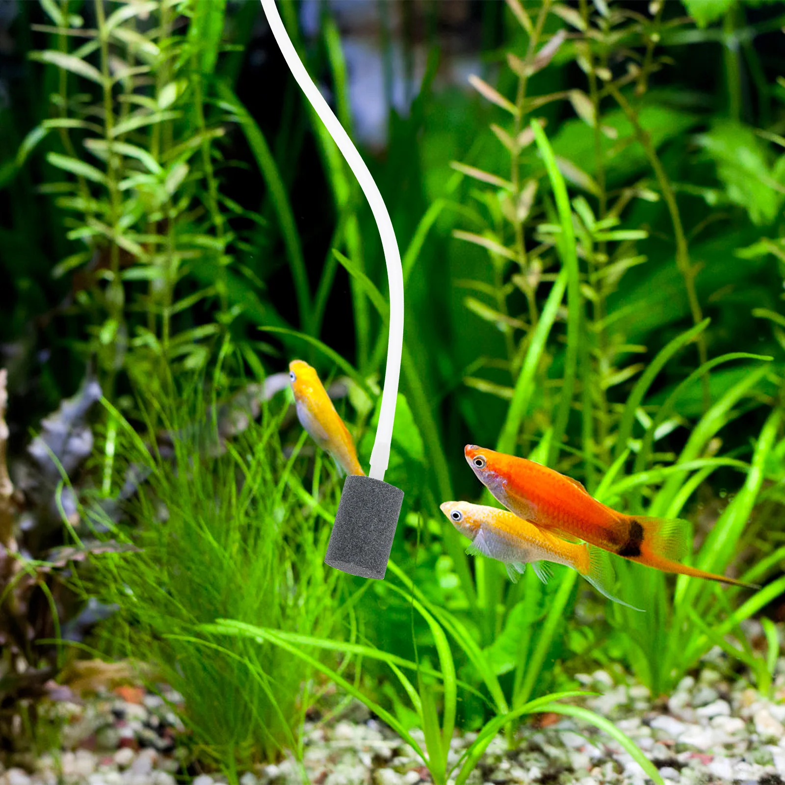 USB Aquarium Air 2M Tube 2 Stones Fish Tank Oxygen Pump Home Use Portable Charging Pet Supplies Mini Oxygen Pump for Aquarium
USB Aquarium Air 2M Tube 2 Stones Fish Tank Oxygen Pump Home Use Portable Charging Pet Supplies Mini Oxygen Pump for Aquarium