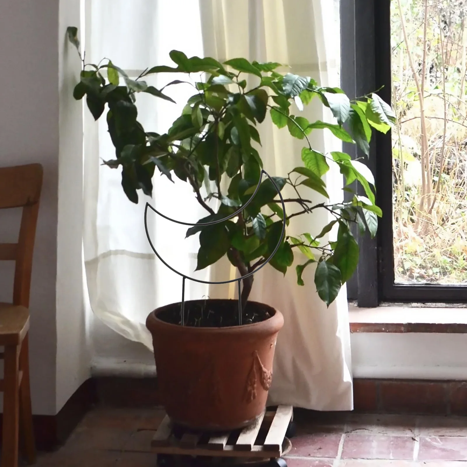 2Pcs Creative Moon Star Iron Trellis Sturdy Flower Stand for Wisteria Honeysuckle Safe Support Decorative Garden Accessories
2Pcs Creative Moon Star Iron Trellis Sturdy Flower Stand for Wisteria Honeysuckle Safe Support Decorative Garden Accessories