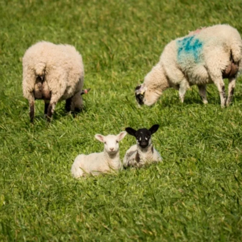 ARRMA1/7 LIMITLESS INFRACTION FELONY F1 Cross Boundary Firebird Передние и задние металлические амортизаторы
ARRMA1/7 LIMITLESS INFRACTION FELONY F1 Cross Boundary Firebird Передние и задние металлические амортизаторы