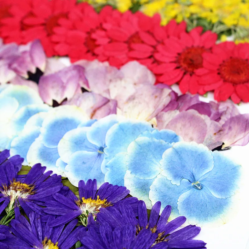 Sakura, Pansy, Hydrangea, Flying Swallow, Rose, Ancient Rare Flowers, Facial Envelope Decorations, Dried Flowers, Pressed Flowers, Real Flower Combination, Pressed Flower Resin Photo Frame Stickers
Sakura, Pansy, Hydrangea, Flying Swallow, Rose, Ancient Rare Flowers, Facial Envelope Decorations, Dried Flowers, Pressed Flowers, Real Flower Combination, Pressed Flower Resin Photo Frame Stickers