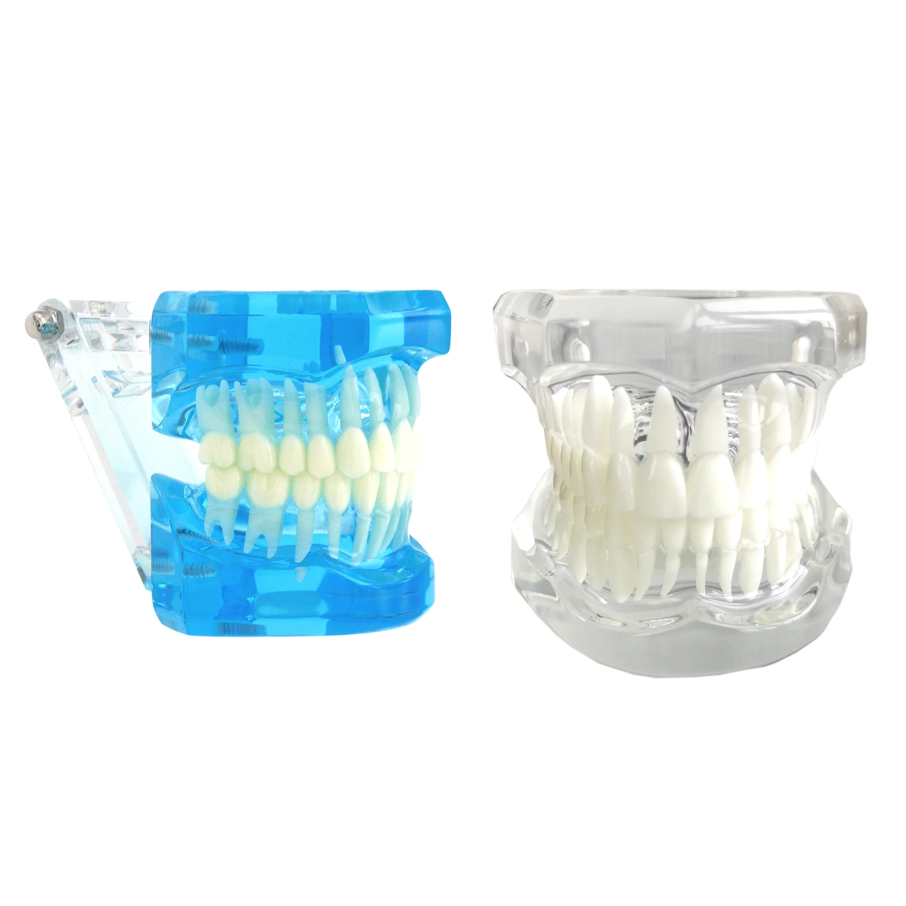 1:1 Standard Dental Teeth Model Resins Dentures Example For Dentistry Teaching Brushing Flossing Demo Dentist Office Decoration
1:1 Standard Dental Teeth Model Resins Dentures Example For Dentistry Teaching Brushing Flossing Demo Dentist Office Decoration