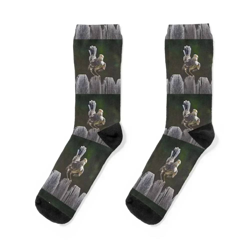Mockingbird Fledgling with Attitude Socks new year luxury cycling custom Socks Men's Women's
Mockingbird Fledgling with Attitude Socks new year luxury cycling custom Socks Men's Women's