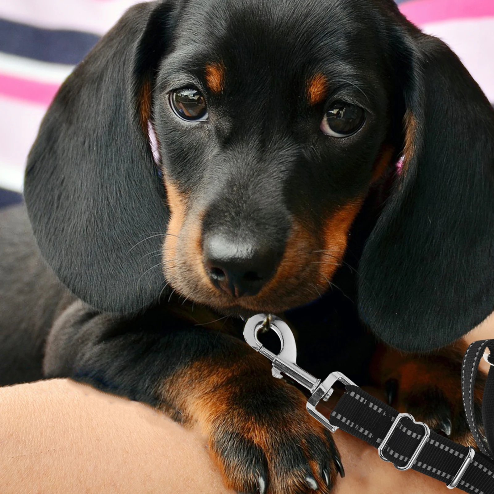 Dual Double Dog Leash Coupler Strong Nylon Strap Waterproof Washable Splitter Lead For Small Medium Large Dogs
Dual Double Dog Leash Coupler Strong Nylon Strap Waterproof Washable Splitter Lead For Small Medium Large Dogs