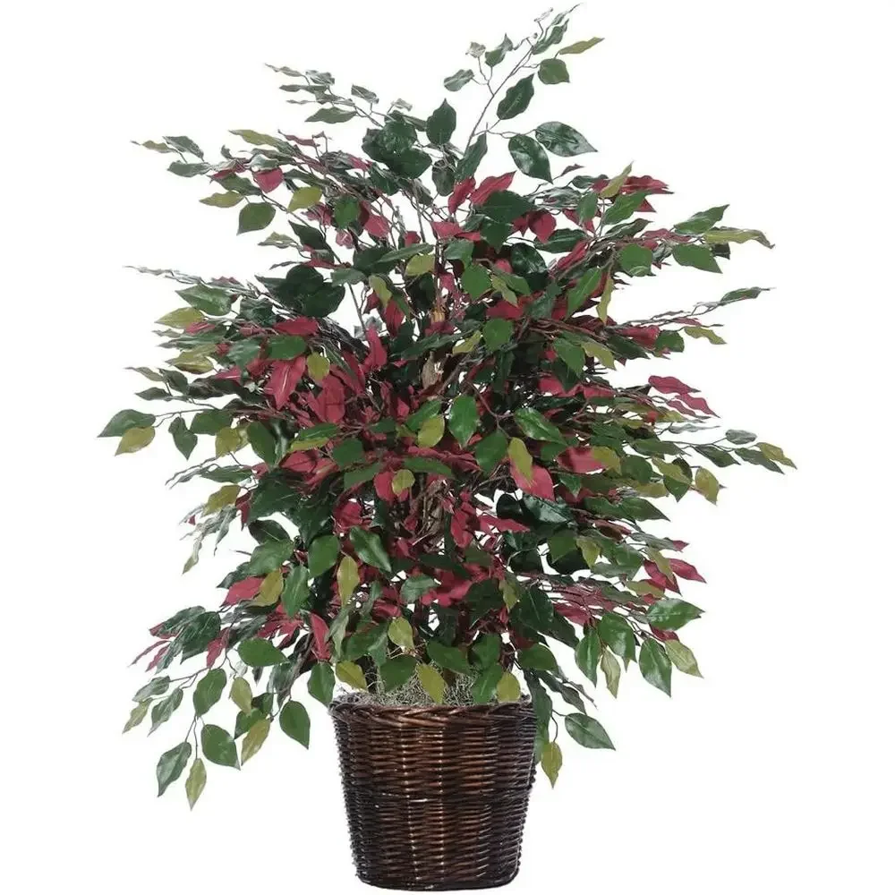 Everyday Outdoor Bush, 4 Feet, Green and Red
Everyday Outdoor Bush, 4 Feet, Green and Red