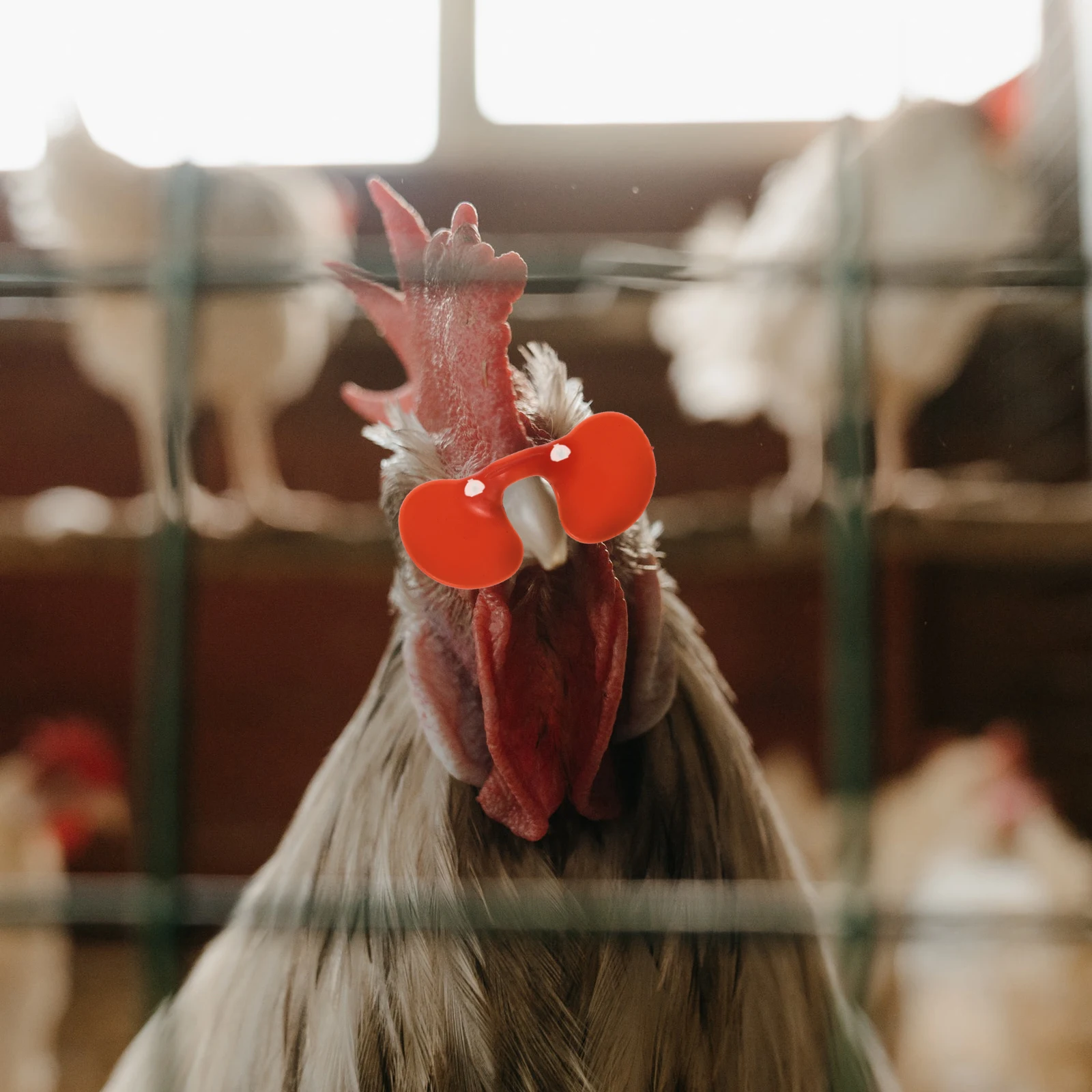 100pcs Anti Fighting Glasses Chicken Peepers Farm Hen Eye Anti Pecking Plastic Eyeglasses Pet Supplies High Quality Durable
100pcs Anti Fighting Glasses Chicken Peepers Farm Hen Eye Anti Pecking Plastic Eyeglasses Pet Supplies High Quality Durable