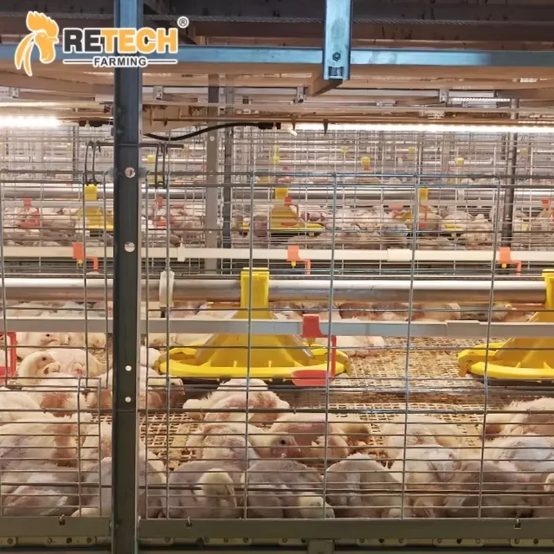Multi Tier Broiler Chicken Cage with Automatic Drinking System for Poultry Farming Equipment for Factory Sale
Multi Tier Broiler Chicken Cage with Automatic Drinking System for Poultry Farming Equipment for Factory Sale