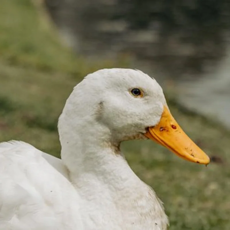 73 мм металлические колесные диски, раллийные колеса для MJX 1/10 1/12 1/14 1/16 1/1816207 16208 14210 
73 мм металлические колесные диски, раллийные колеса для MJX 1/10 1/12 1/14 1/16 1/1816207 16208 14210