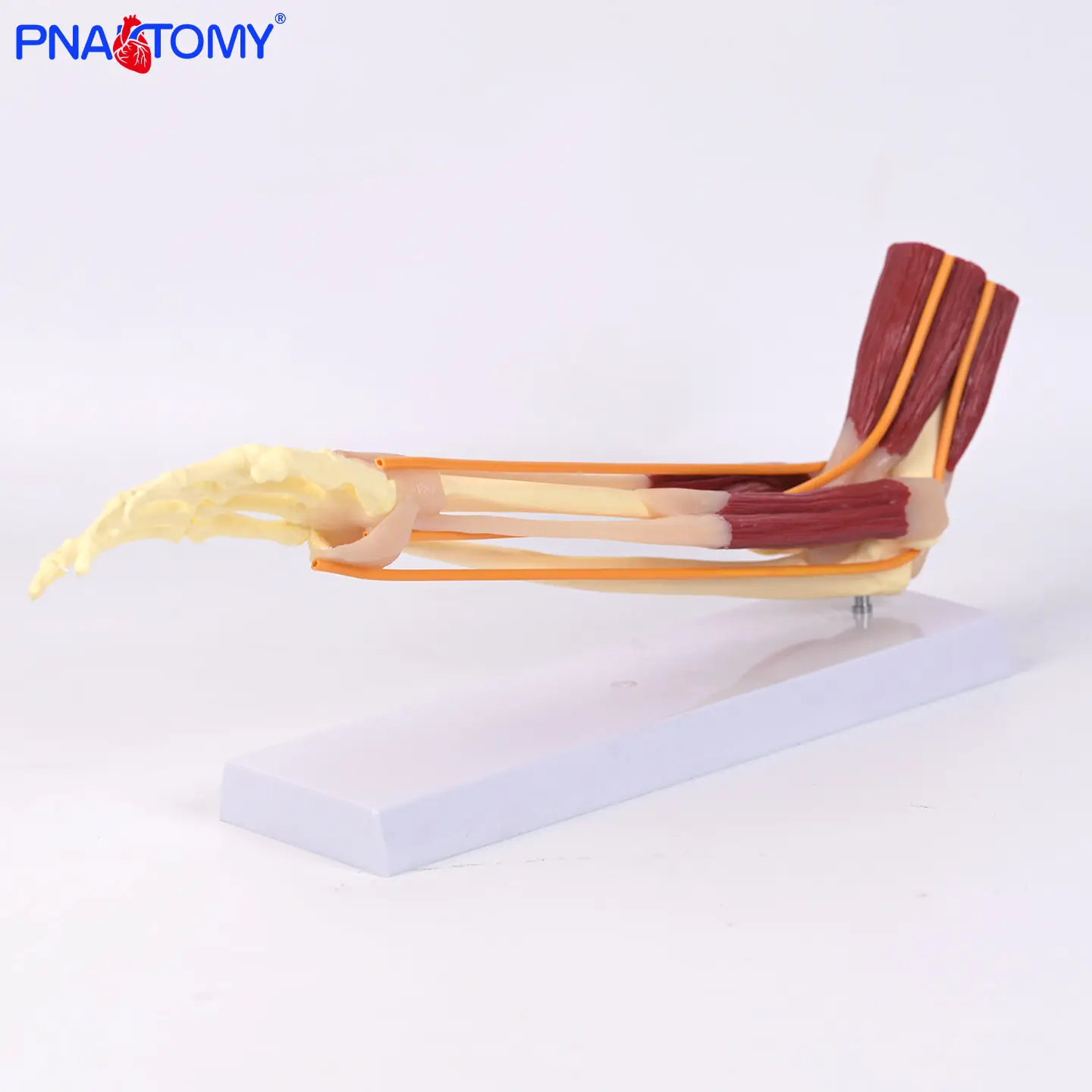 Elbow Joint with Muscles Biceps Brachii Pronator Teres Humerus Metacarpals Ulna 
Elbow Joint with Muscles Biceps Brachii Pronator Teres Humerus Metacarpals Ulna