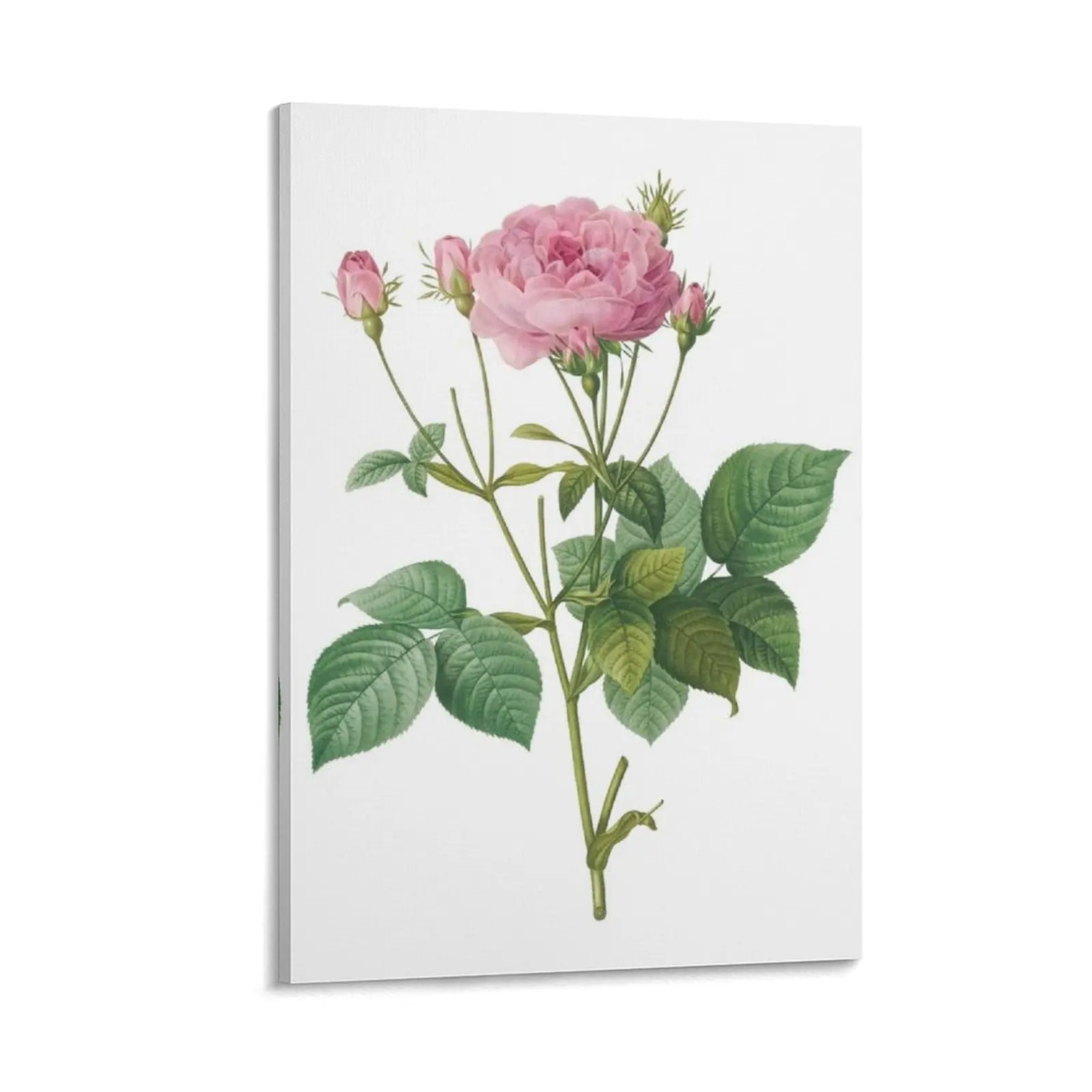 Botanical Rose Illustration Canvas Painting luxury home decor decorations for the room poster mural pictures for wall
Botanical Rose Illustration Canvas Painting luxury home decor decorations for the room poster mural pictures for wall