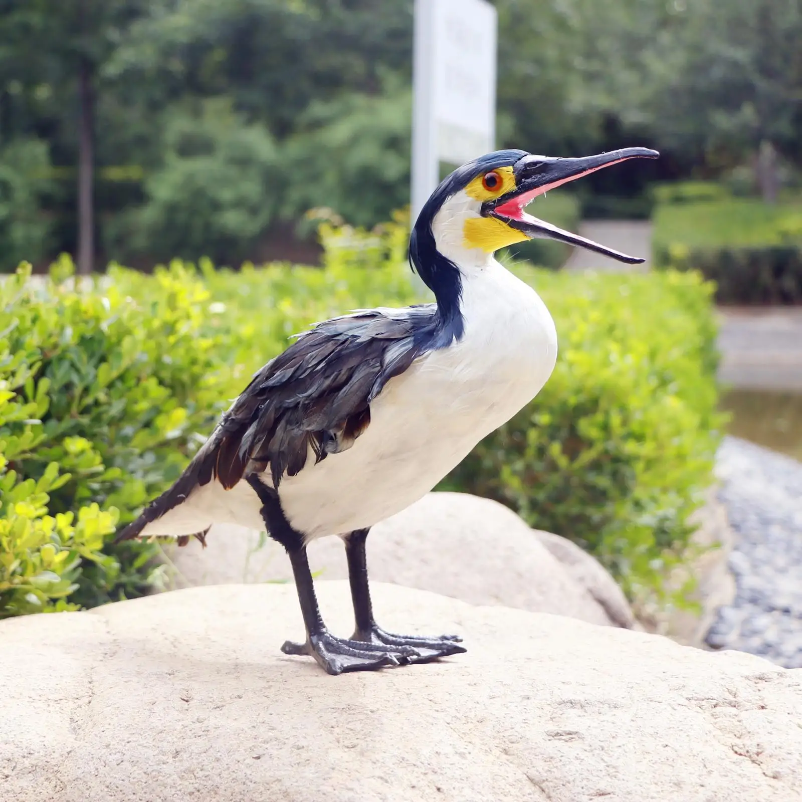 Garden Cormorant Statue Crafts Sculpture Cormorant Figurines Statue for Bookcase Home Outdoor Indoor Office Lawn
Garden Cormorant Statue Crafts Sculpture Cormorant Figurines Statue for Bookcase Home Outdoor Indoor Office Lawn